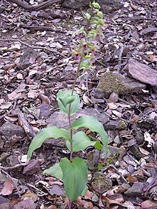 Epipactis termolsii Habitus 2011-5-22 SierraMadrona.jpg