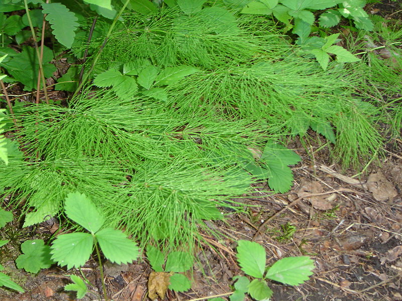 File:Equisetum sylvaticum.jpg