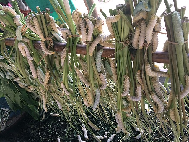 Rearing of wild Eri silk worm, Assam