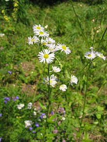 Erigeron annuus.jpg