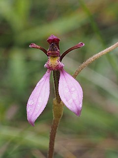 <i>Eriochilus magenteus</i> Species of orchid