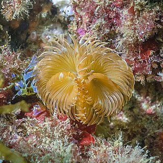 Twin fan worm (Bispira volutacornis), Arrábida Natural Park, Portugal