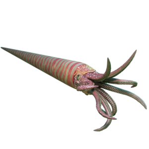 Nautiloids. Predatory cephalopods that could grow several metres long.