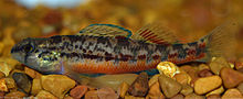 Etheostoma raneyi male UMFS.JPG