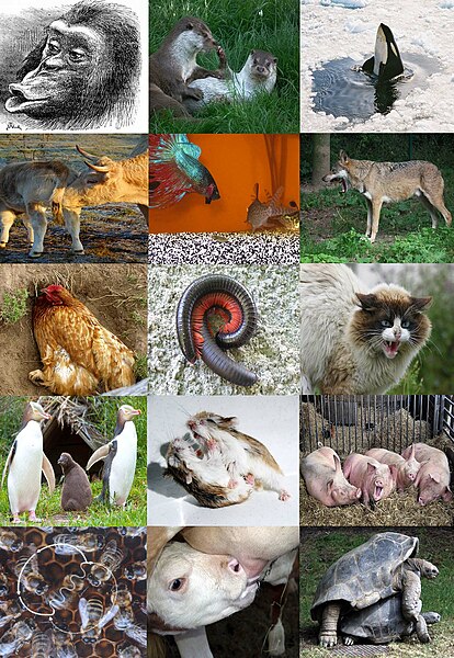 File:Ethology diversity.jpg