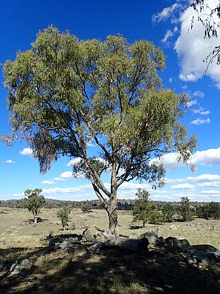 <i>Eucalyptus nova-anglica</i> Species of eucalyptus