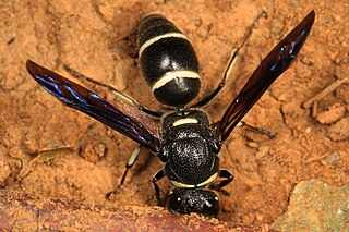 <i>Euodynerus schwarzi</i> Species of wasp