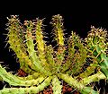 Euphorbia micracantha