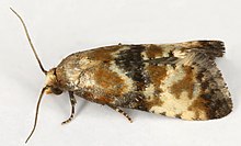 Eupoecilia angustana, Minera, North Wales, juni 2017 (34266760914).jpg