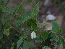 Eurema messalina CF9A2588 (Pyrisitia messalina) .jpg