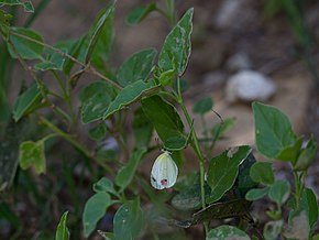 Popis obrázku Eurema messalina CF9A2588 (Pyrisitia messalina) .jpg.