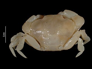 <i>Euryxanthops latifrons</i> Species of crab