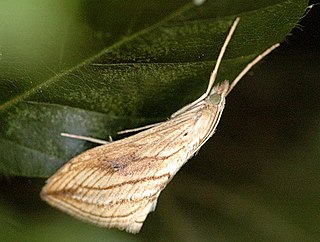 <i>Evergestis forficalis</i> Species of moth