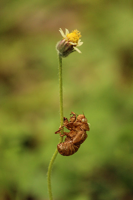 Exoskeleton of cicada attached to a Tridax procumbens (colloquially known as the tridax daisy)