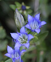 Explorer's gentian (Gentiana calycosa) 3 close, Shadow L