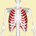 Posició dels músculs intercostals externs (en vermell). Animació