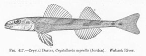 Resim açıklaması FMIB 51989 Crystal Darter, Crystallaria asprella (Jordan) Wabash River.jpeg.