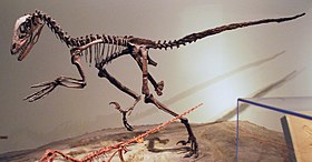 Esqueleto montado no Museu Field de História Natural