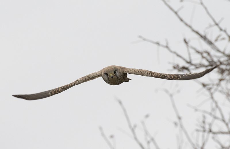 File:Falco tinnunculus - Common Kestrel (female), Adana 2016-12-16 01-7.jpg