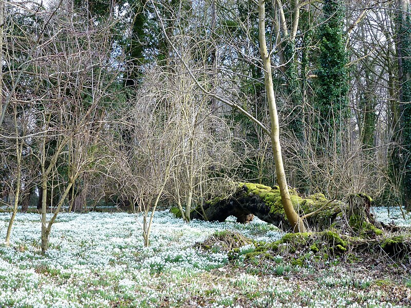 File:Fallen tree in the snowdrops - Walsingham Abbey, Norfolk - geograph.org.uk - 5291253.jpg