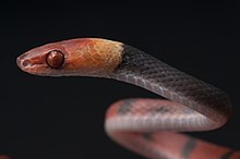 Falsa coral - Siphlophis compressus.jpg