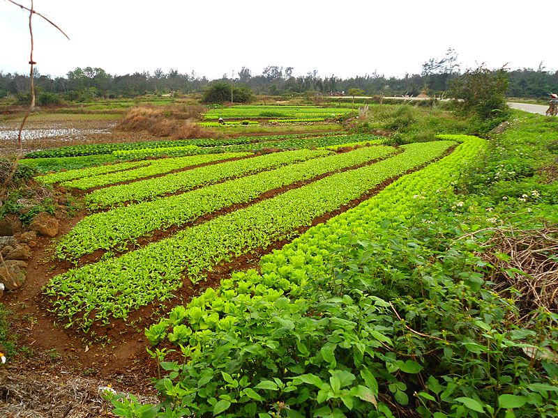 File:Farm in Hainan 01.jpg