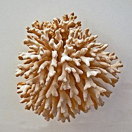 Echinopora fruticulosa