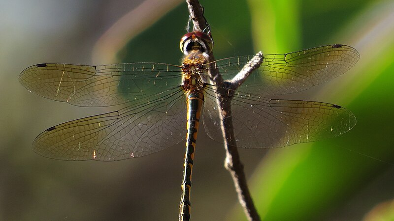 File:Female Australian Emerald wings (13162689414).jpg