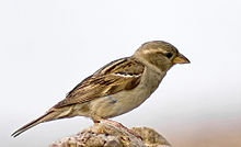 Female House Sparrow 2 (Passer domesticus) - crop.jpg