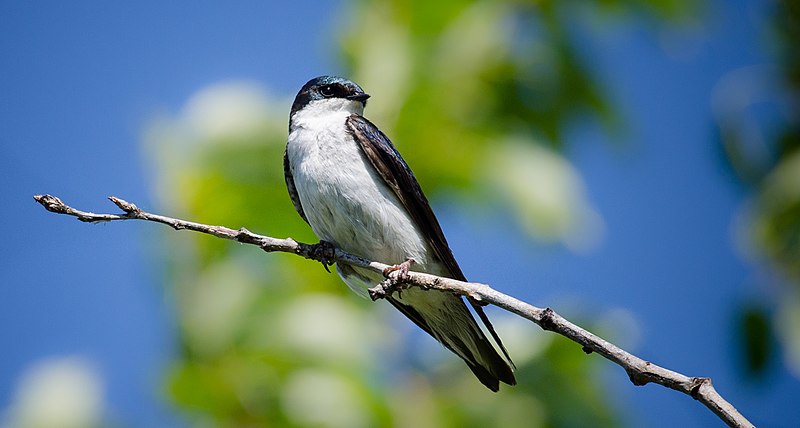 File:Female Tree Swallow (7337735864).jpg