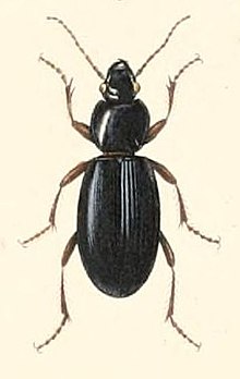 Feronia lateralis.jpg