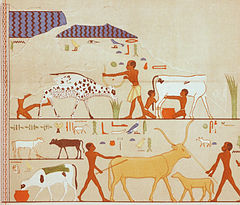 Cattle herders in Ancient Egypt