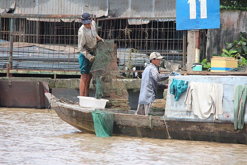 File:Fisherman who are just empties his net in the Mekong river in Viet Nam.jpg