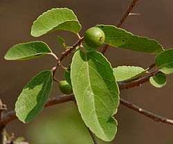 Flacourtia indica fruit in Hyderabad W IMG 7482.jpg