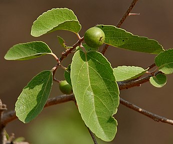 345px-Flacourtia_indica_fruit_in_Hyderabad_W_IMG_7482.jpg