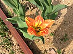 Миниатюра для Файл:Flaming, virus infected Tulipa fosteriana 'Orange Breeze'.JPG