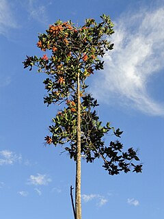 <i>Triplaris americana</i> Species of tree