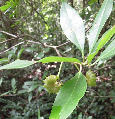 Illicium floridanum