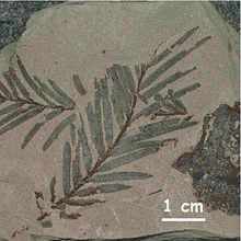 Fossil-leaf Taxodium dubium Tertiary Germany.jpg