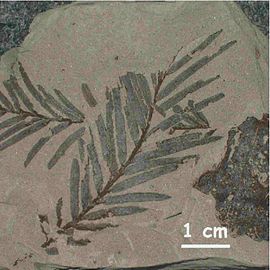 Fossil-leaf Taxodium dubium Tertiary Germany.jpg