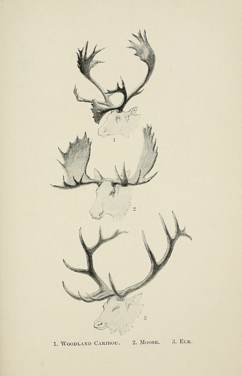 Caribou, Moose, and Elk Antlers