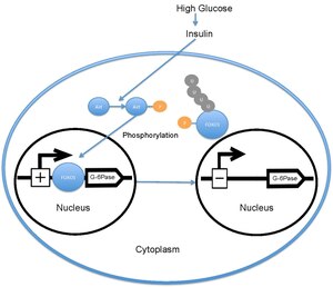 Depicts insulin-regulated nuclear exclusion of FOXO1 and its effect on transcription of glucose-6 phosphatase Foxo1 glucose stim.pdf