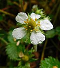 Thumbnail for Fragaria moupinensis