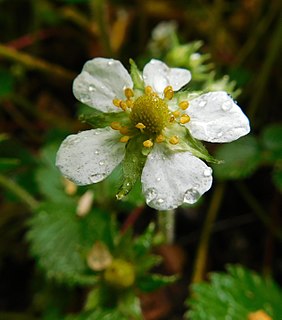 <i>Fragaria moupinensis</i> Species of strawberry