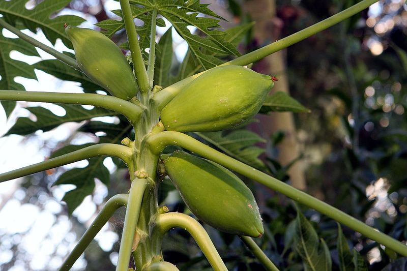 File:Fruit of papaya.jpg