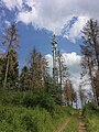 Trockener Wald im Juni 2019