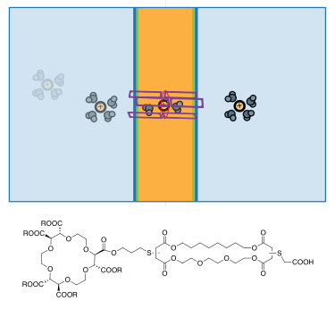 Postulated membrane-spanning channel with crown ether in core FylesCrownBarrel.svg