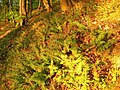 Polypodium vulgare - Görslower Ufer, Germany