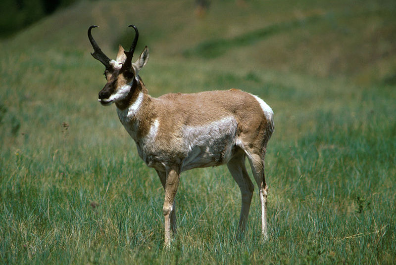 File:Gabelbock fws 1.jpg