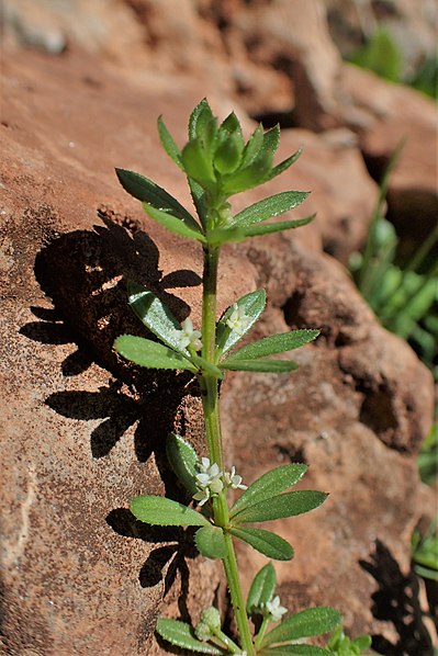 File:Galium verrucosum kz04.jpg